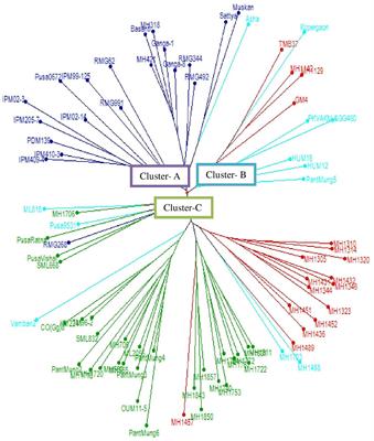 Association Mapping for Yield Attributing Traits and Yellow Mosaic Disease Resistance in Mung Bean [Vigna radiata (L.) Wilczek]